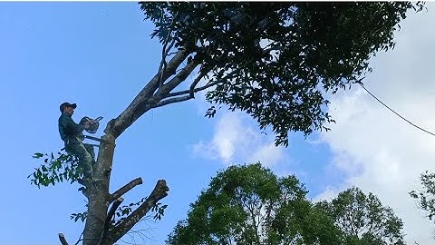 Cưa cây sao bằng máy cưa G4200 .Cưa cây kỹ thuật cao