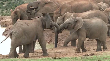 Addo National Park video - (Elephants; Lions; Buffalos; Kudu and many other wildlife)