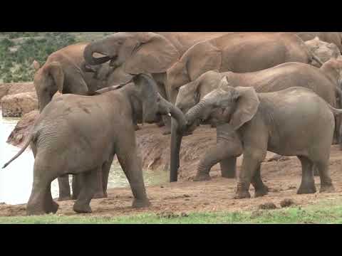 Video: Addo Olifant Nasionale Park: Die volledige gids