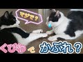 【猫皮膚かぶれ】おしゃれアイテムの首輪でおハゲになった猫　＃保護猫　＃首輪　＃猫皮膚病