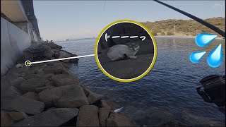 猫さんが見つめるヘタクソなランディング。【FISHING#26】