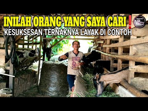 Video: Reisfeder: apa itu? Untuk apa laci digunakan?