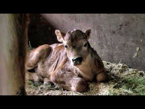 video phone beyonce mp3 牛の赤ちゃん (生後三日)Baby Cattle 3days after birth