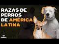 Top 15 razas de perros que son de América Latina