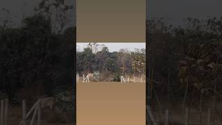 కింద పడిన,పైకి లేచి పరిగెడతాం…అది జీవితం అయినా🐂🏆🐂ఎడ్ల పందం అయినా💪#trending #viral #ytshorts#bull