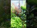 Planted Aquarium #shorts