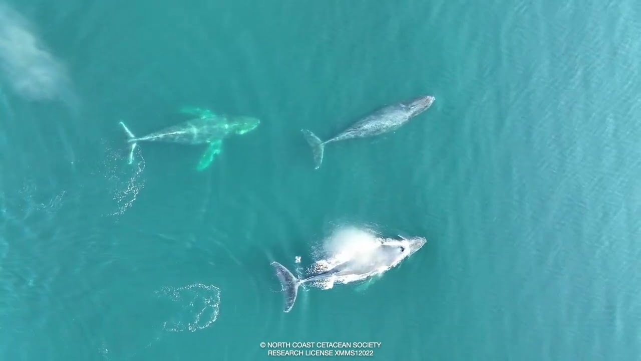 BC Whales - Humpback Whale Blow Sample Collection