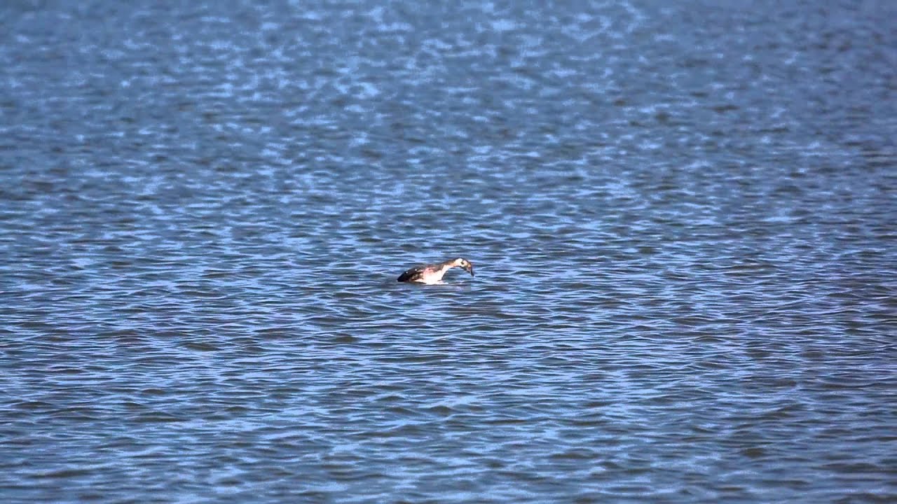 nature Horned grebe