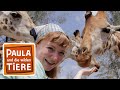 Kopf hoch, Giraffe! (Doku) | Reportage für Kinder | Paula und die wilden Tiere