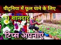 तीन तरीका अपनाएं पीटुनिया में बहोत ज्यादा फूल पाने के लिए / Petunia Maximum number of flowers