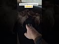 Трьохпородки на продаж #shorts