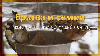 Вьюрки отжали кормушку у синиц.