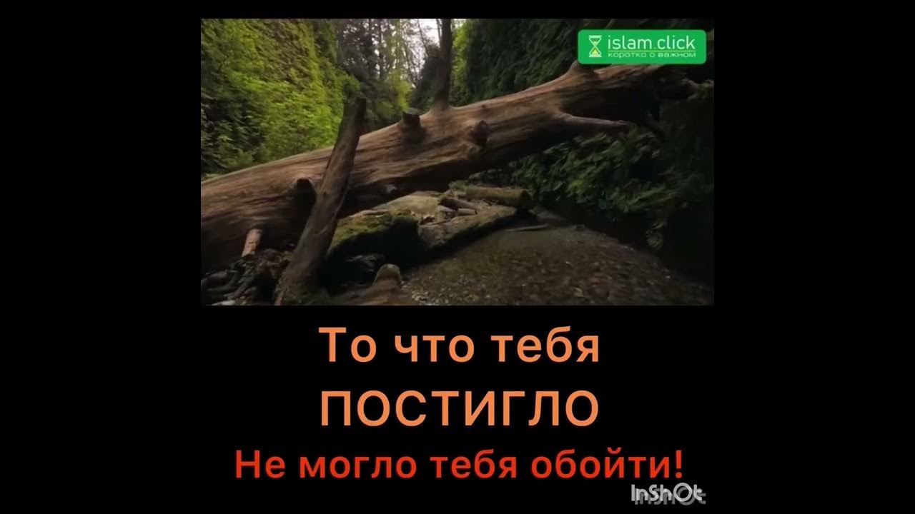 То что тебя постигло. Скажи нас постигнет только то что предписано нам аллахом. Цитаты о малодушии людей. Помни об аллахе и он будет хранить тебя. То что тебя постигло.