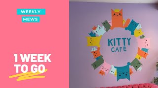 1 WEEK UNTIL OPEN! | Weekly Mews| Kitty Cafe UK - Cat Rescue and Cat Cafe