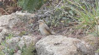 Wryneck in Pendeen