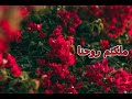 اجمل نغمة رنين - ملكتم روحنا