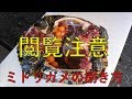 ミシシッピアカミミガメ(ミドリガメ)の捌き方 料理前の準備 ミドリガメを食べる