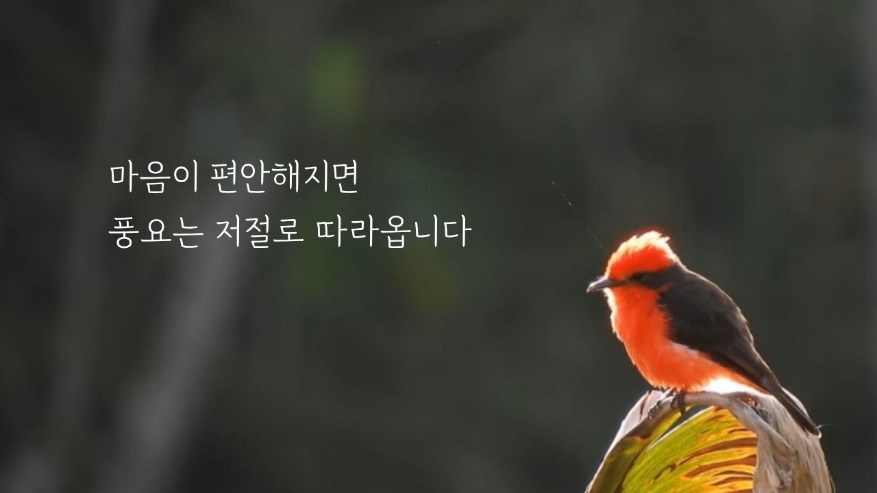 🎧가장 편안하게 풍요를 끌어오는 음악 | 숲속 새소리와 평온한 피아노 | 432Hz 힐링 자연 ASMR #풍요 #힐링 #새소리 #자연 #명상 #명상음악