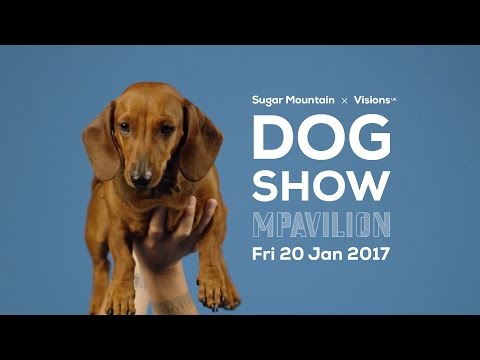 SUGAR MOUNTAIN x VISIONS (UK) DOG SHOW