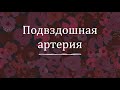 Подвздошная артерия - анатомия сердечно-сосудистой системы (ССС)