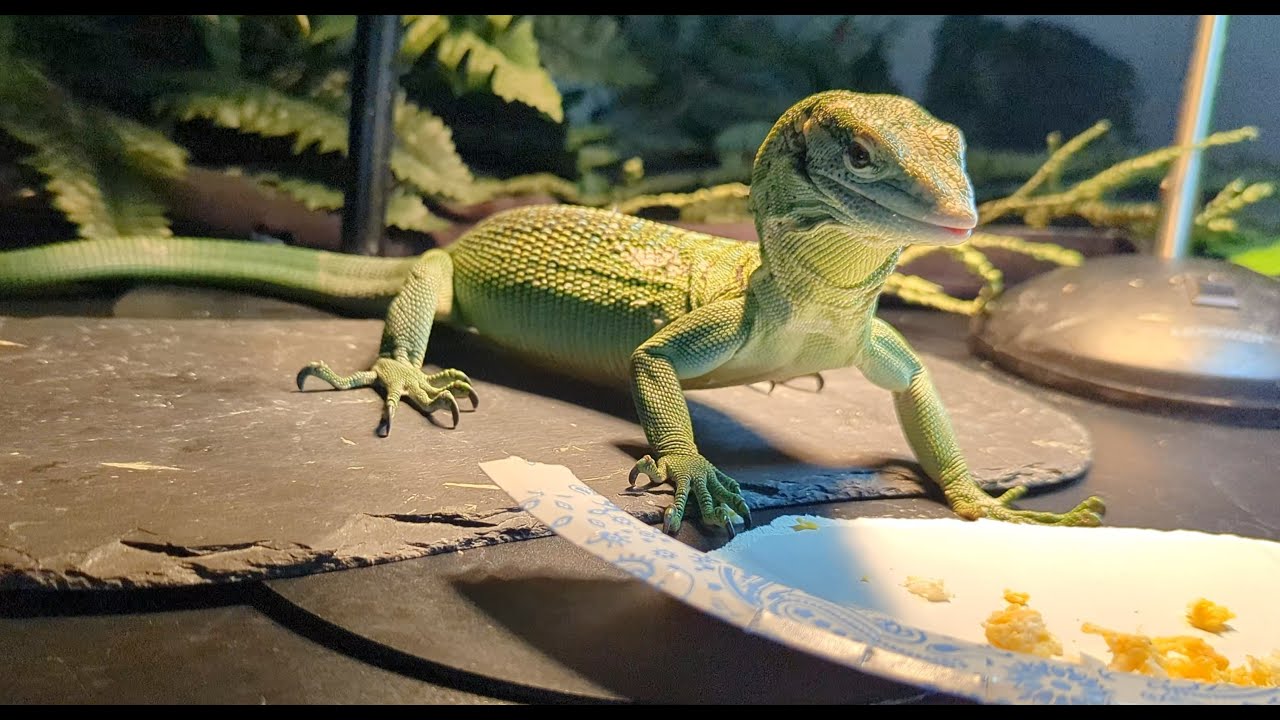 Hanging with Tree Monitors