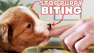 How To Stop Your Puppy Biting With These 3 SECRETS