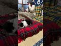【第21回】まったりもええやん🐾けいきち日記生放送2025/1/25(土)☀️