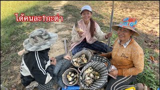 ไปหาหน่อไม้กับแม่ได้หน่อไม้คนละ1กะต่ากลับบ้าน|ໄປຫາຫນໍ່ໄມ້ກັບແມ່ໄດ້ຫນໍ່ໄມ້ຄົນລະ1ກະຕ່າກັບບ້ານ