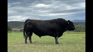 Herd Quitter® Minute - Genetics for Grass-Finished Beef