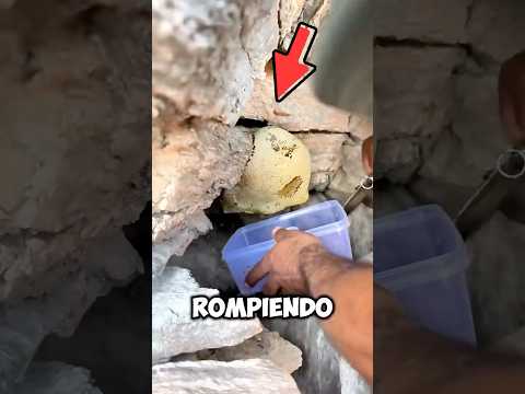 Esta miel estaba escondida dentro de una roca 🤯 #shorts