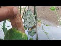 Le concombre cornu  ou kiwano fruit original au potager kiwano part 3