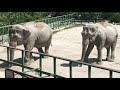 Слоны Магда и Дженни дружно гуляют в вольере! Elephants in the Crimea. Taigan