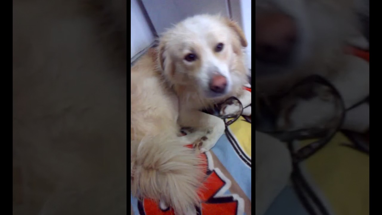 Fred relaxing in the kitchen stray dogs article