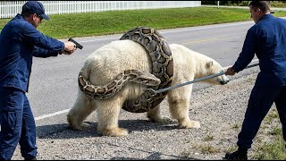 Famous Heroic Rescue Team Saves Polar Bear from GIANT Python Attack Wealth