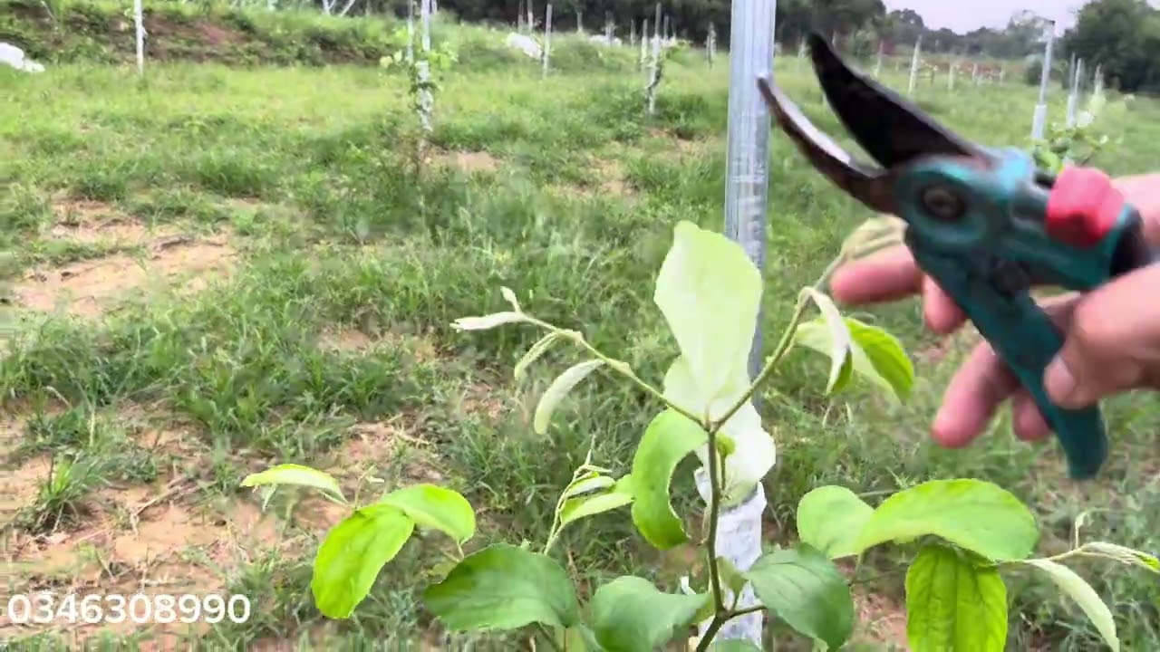 Vườn Táo Năm Đầu Sau Gần 2 Tháng Xuống Giống.