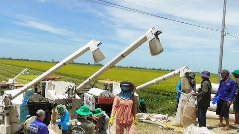 ba máy cắt không cần người hứng cắt lúa ô em quá nhanh giá 8300₫K tập98 # maibangtv