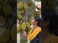 ఈ చెట్టు చూస్తే ఆశ్చర్యపోతారు! 😱 | Amazing Jackfruit Tree & Yummy Mango Salad! 🥭 #AmazingNature