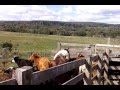 Cavalo trabalhando SOZINHO na mangueira