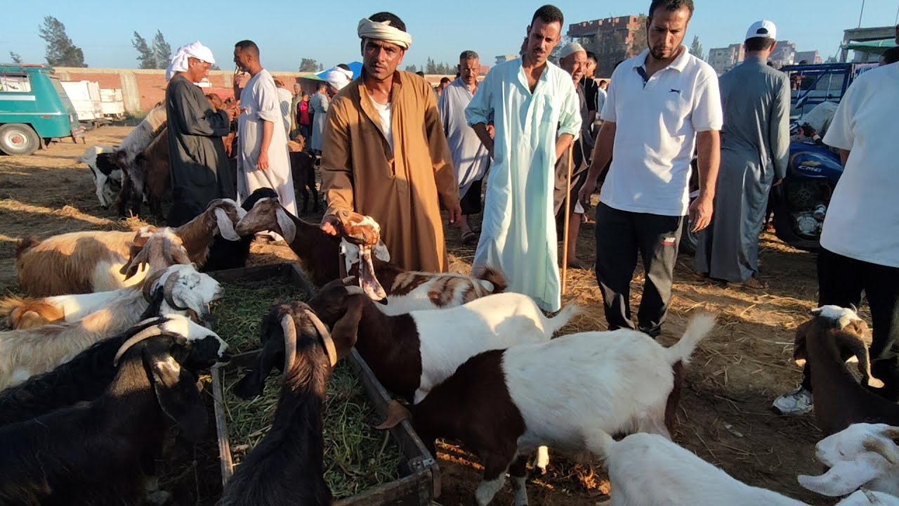 اسعار الماعز الوالد والعشر والقنيه سوق سيدي سالم مع المعلم ابراهيم القبراوى للتواصل/٠١٠٩١٠١٧٧٤٧