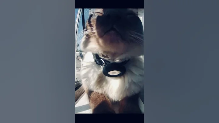 Watch the video about 😂🫠 she’s so cute and don’t know it 😍#cute #lasvegas #siamese #sunshine #blue #love #cat#viral