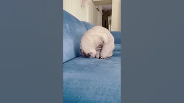 Про кошачью мяту.