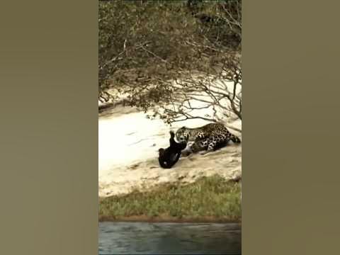 Giant OTTER ATTACKS JAGUAR unbelievable 🙄 | 🐆 vs. 🦦 #jaguars #otter #