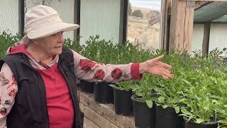 Famous Nedra Secrist / Salvia Net Worth