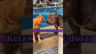Kena batunya #catshorts #funny #kucinglucu #aicat #shortvideo