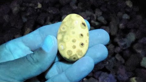 Checking Out Part Of Our Fossil Collection Under UV!