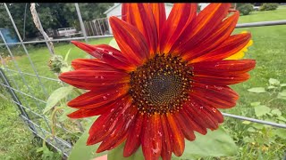 Rainy Showers Brings Sunflowers and Scared Kitties | Farm Vlog  4K