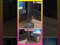 ¡Perrito “padre irresponsable”! Prefiere ver la TV que cuidar a sus 11 cachorros