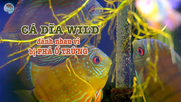 Cá Dĩa hoang dã đánh nhau vì bị phá ổ trứng