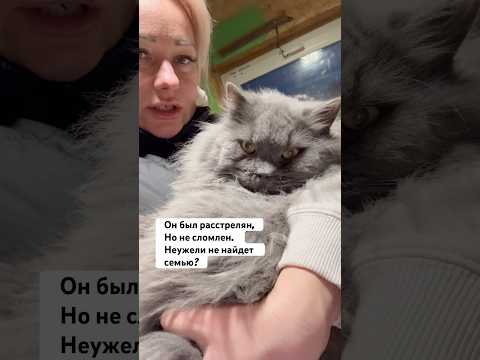 Невероятно комфортный кот, 89255977633 ждем вас ТГ, ВК