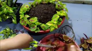 Creative Coleus Plant Ideas in a Pot (Coleus Plant Care)